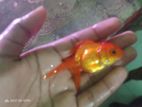 Gold fish for sale