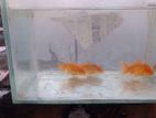 gold fish