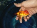 gold fish for sell