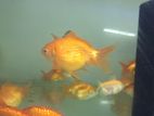 Gold fish, ranchu, lichu, ruinkin and platy fish