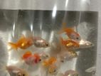 Gold fish sale