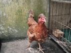 গোল্ডেন বাহামা মুরগি
