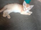 গোল্ডেন কালার বিড়াল