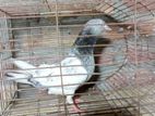 গোল্ডেন মাদী কবুতর