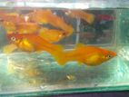 গোল্ডেন মলি মাছ,