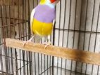 গোল্ডিয়ান ফিঞ্চ রানিং মেল।