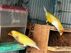 Goldean Finch & Bangoli