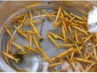 Golden Aquarium Shrimp -- Brood size / per pis 40 tk