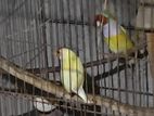 Golden Finch