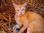 Golden Ginger Persian Cat For Sell