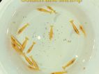 golden line shrimp