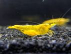 Golden Line Yellow Shrimp