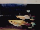 Golden randow tail gappy pair
