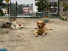 Golden retriever dog