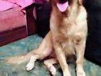 Golden retriever Female