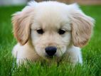 Golden Retriever home breed