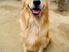 Golden Retriever Male