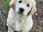 Golden Retriever Male Puppy