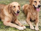 Golden Retriever Pair