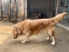 Golden Retriever Pair