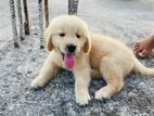 Golden retriever ফিমেল Dog