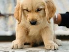 Golden Retriever Puppy.