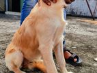 golden retriever puppy