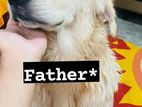 Golden retriever X Jarman shefferd mix breed papy .