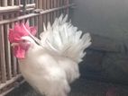 golden sebrayt running murgi