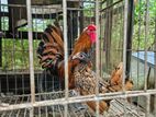 Golden Sebright Chicken
