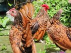 Golden Sebright - গোল্ডেন সেব্রাইট