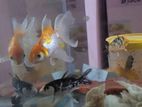 Goldfish,comet(3 pcs 100৳)