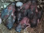 Goldian Finch Baby For Temp Size গোল্ডিয়িন বেবী