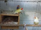 Goldian Finch Running Pair With Egg