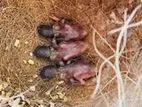 Goldiyan Finch Tame Size Baby Available