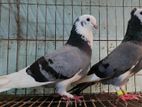 গোল্লা ও বোম্বাই কবুতর