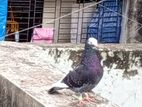 গোল্লা রানিং নর