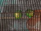 Bird for sell