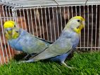 Good Quality And Blood Line Rainbow Pair For Sell