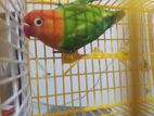 good quality lovebird