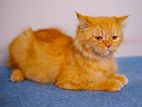 Good quality Persian Cat