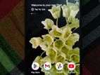 Google Pixel 6 full good condition (Used)