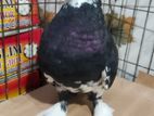 Gorra pigeon