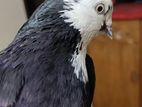 Gorra Pigeon Kobutor