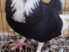 Gorra Pigeon Pair