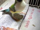 Gouldian Female Finch
