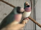 Gouldian Finch & Bangoli