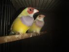 gouldian finch & bengoli