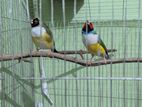 Gouldian finch