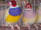 Gouldian finch sell